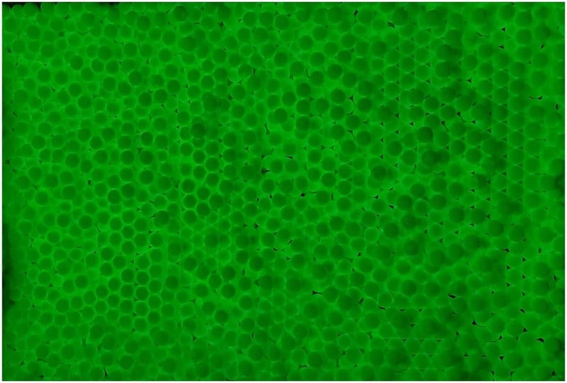 Lancer Tactical 0.20g-0.30g Streamline Competition Grade Tracer Airsoft BBS (Color: Green) X3 - Image 2